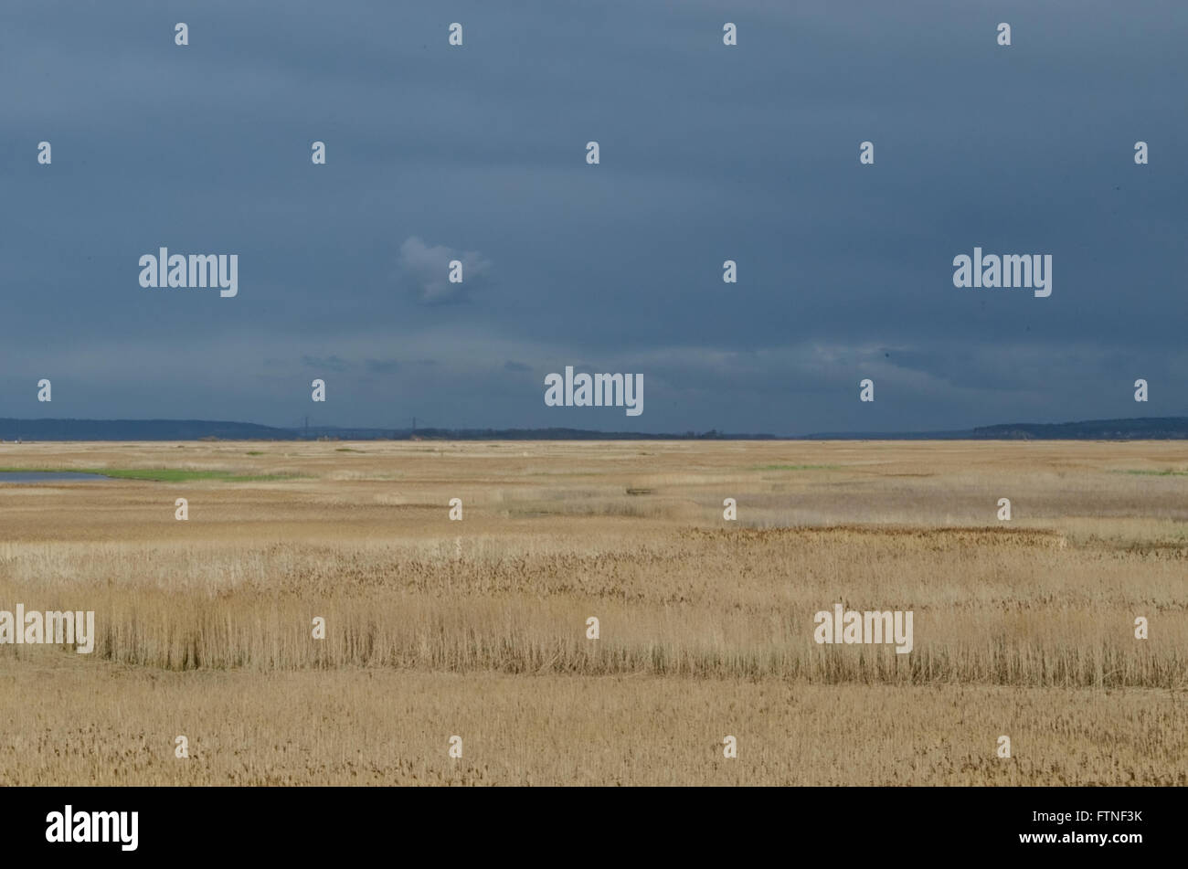 Ein Feld der Ernte im Norden von Frankreich Stockfoto