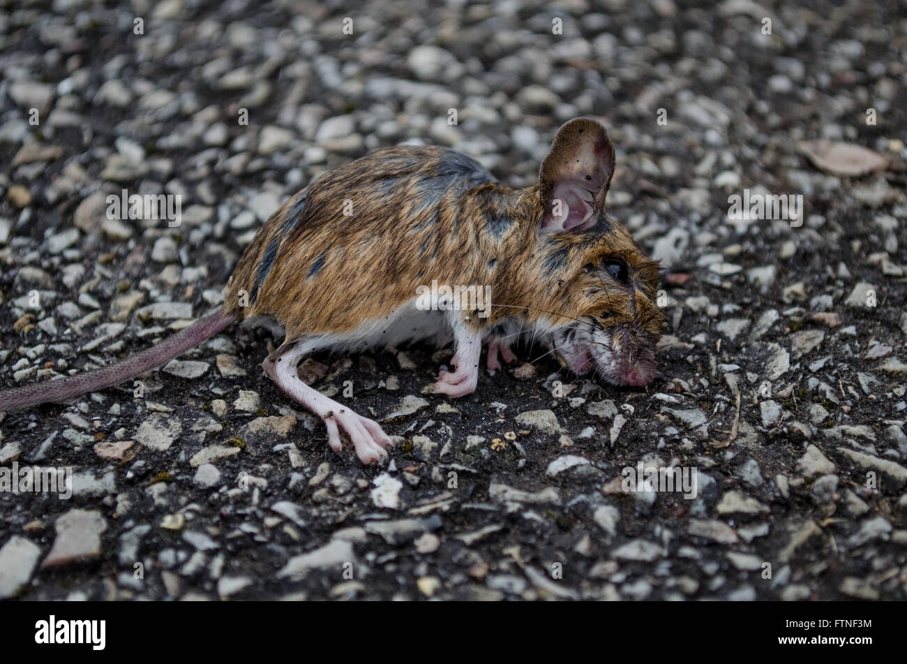 Tote Maus auf der Straße Stockfoto