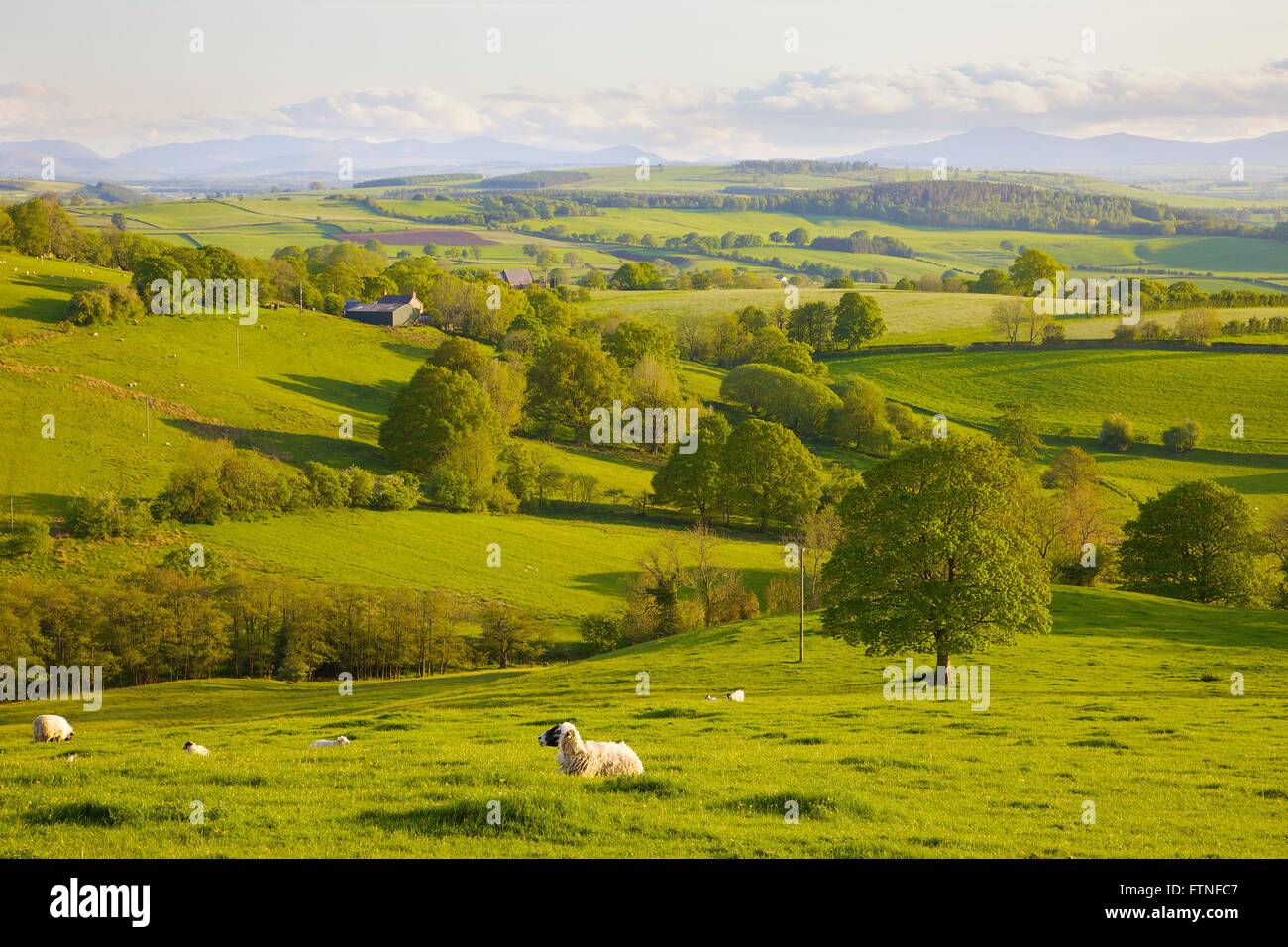 Eden-Tal. Schafe weiden. Ländliche Abendstimmung. Ainstable, Cumbria, England, Vereinigtes Königreich. Stockfoto