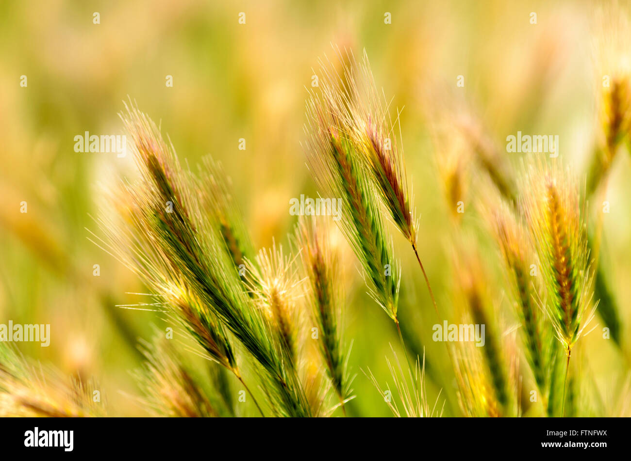 Sonnendurchfluteten grün und golden Grass. Stockfoto