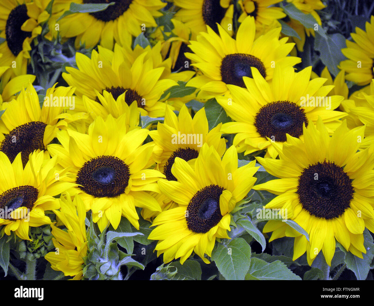 Flower Arrangement, Zagreb, Kroatien, Europa, Gartenarbeit, 6 Stockfoto