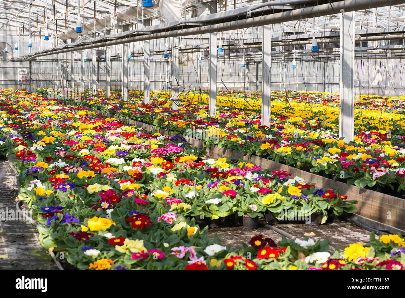 Bunter Frühling Primeln wächst in Blumentöpfen in einem großen Gewächshaus in einer Gärtnerei Stockfoto