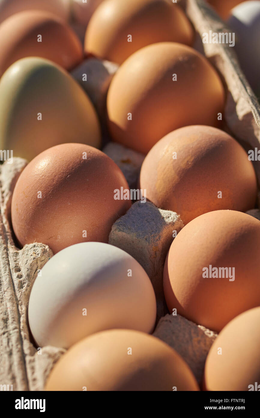 frischen rohen Eiern auf dem Display auf dem Bauernmarkt in Alpine, Texas, USA Stockfoto