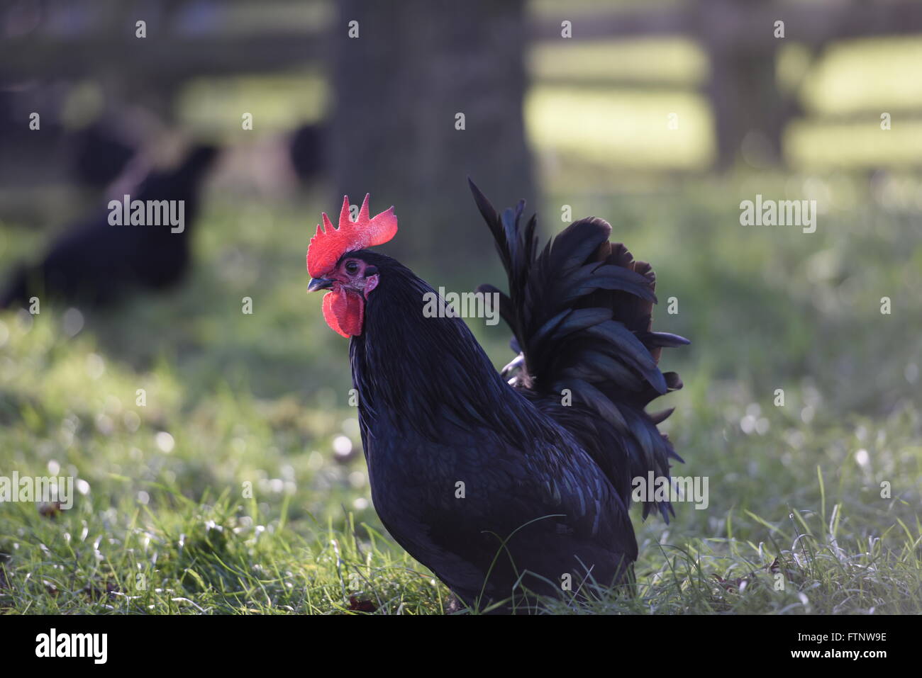 Scots plumpen Kaninchen stehend in einem Feld. Stockfoto