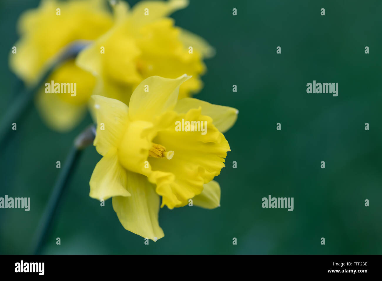 Nahaufnahme von Narzisse Blumen. Stockfoto