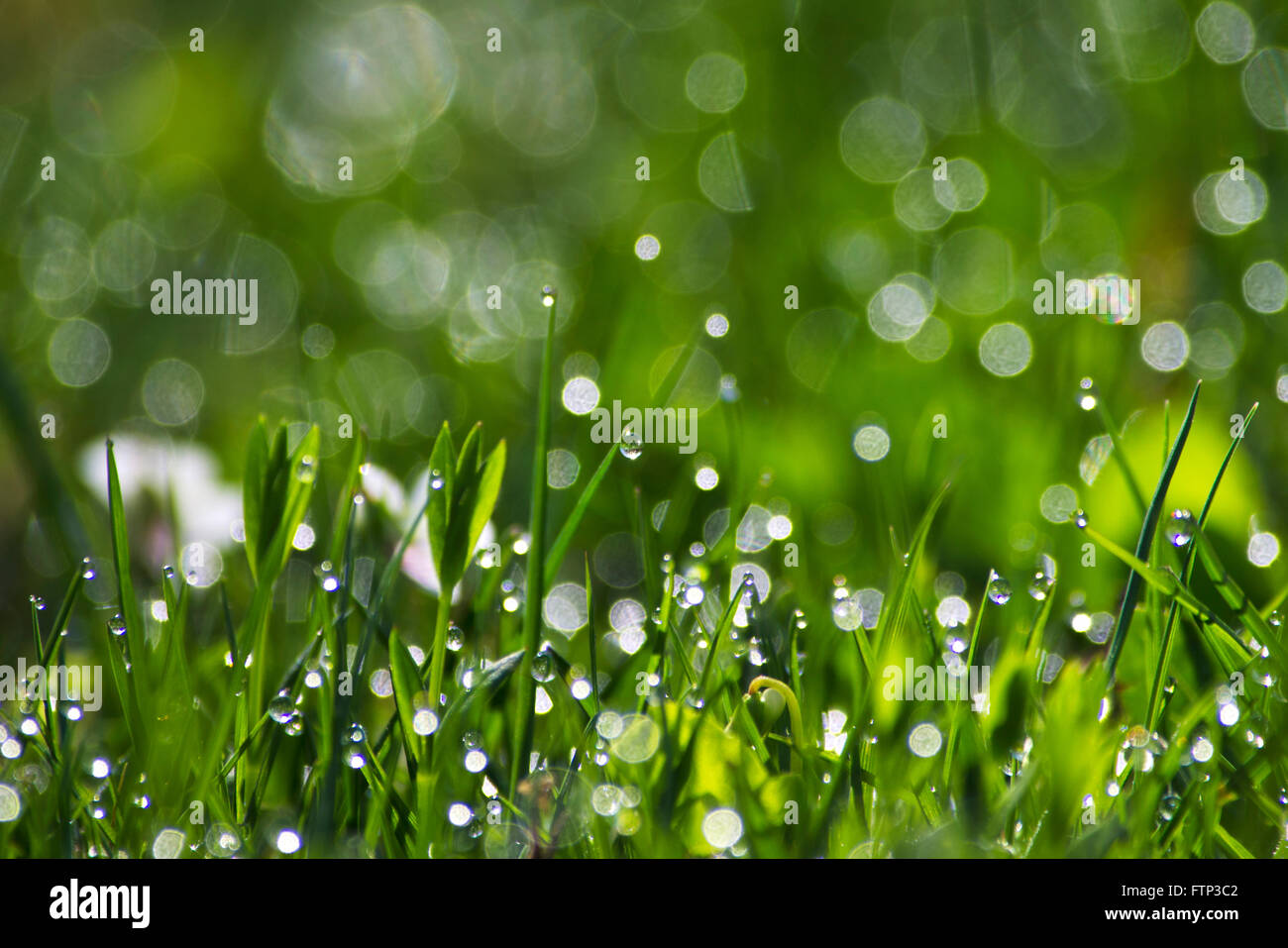 Frischen Morgentau auf dem grünen Rasen Stockfoto