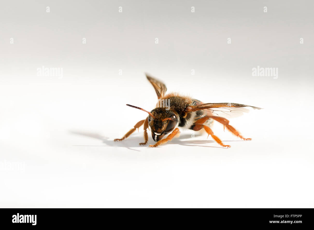 Solitäre Bienen (Hymenoptera). Europa. Stockfoto