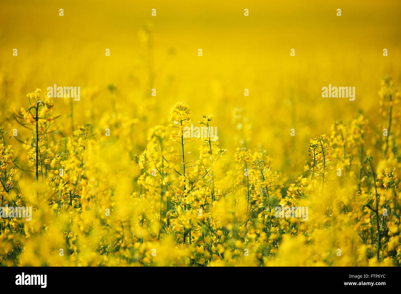 Frühling-Raps-Felder. Gelbe Blumen blühen Stockfoto