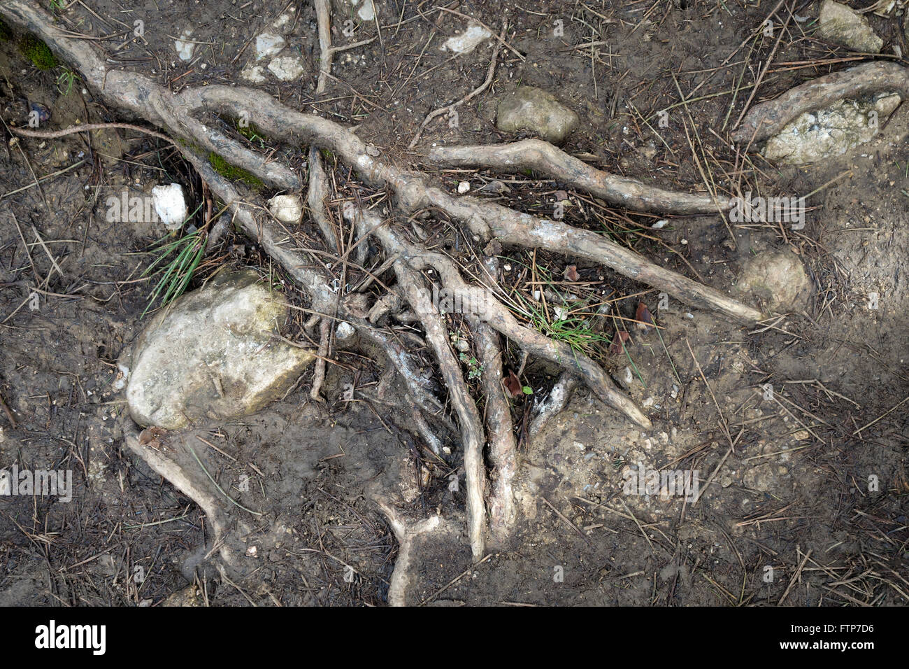 Kiefer Baumwurzeln wachsen oberirdisch in Gabel geformt. Stockfoto