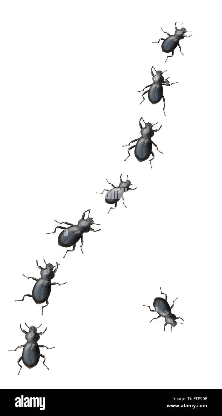 Schwarze Käfer marschieren In einer Linie auf weißem Hintergrund Stockfoto