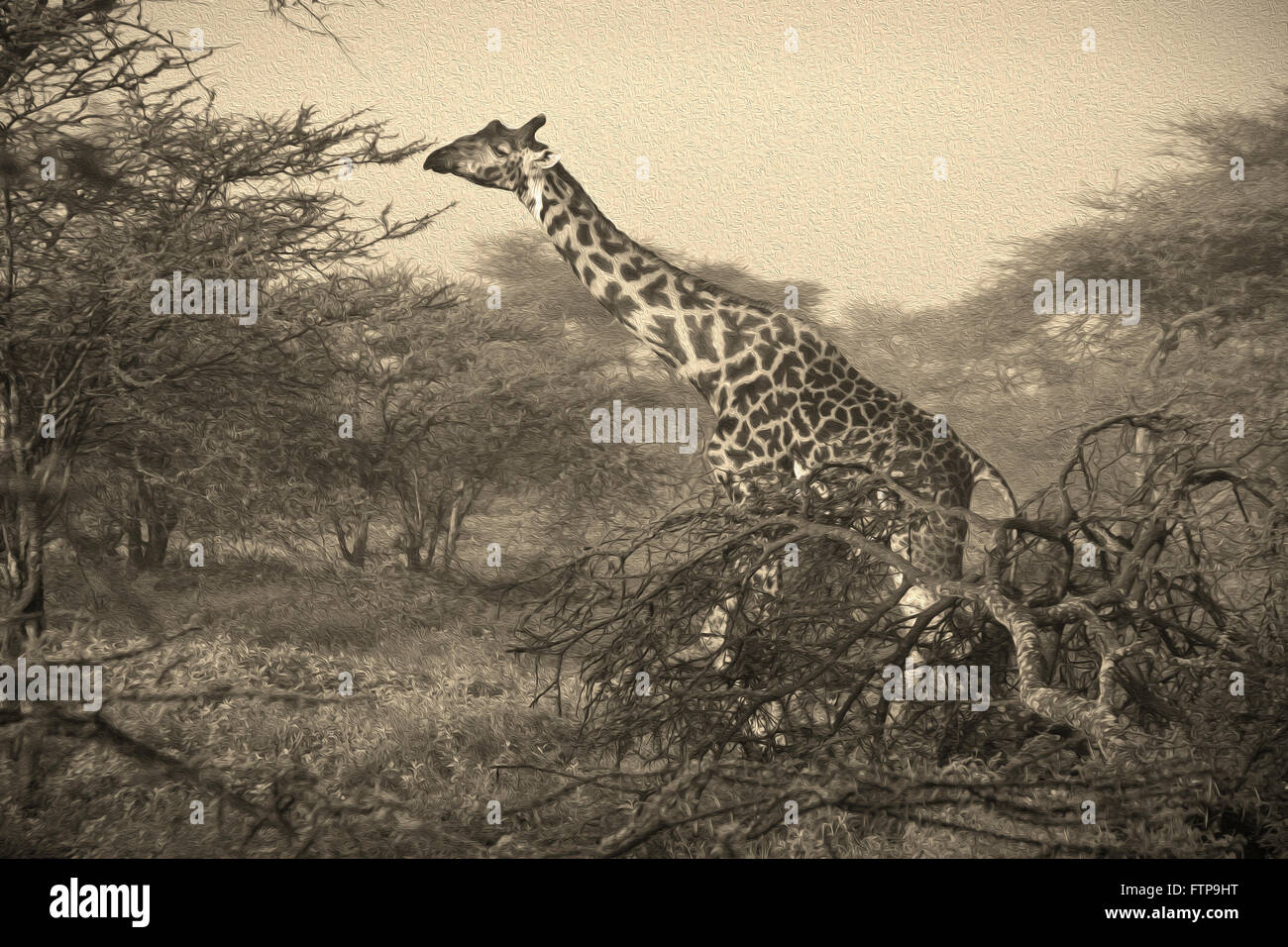Masai-Giraffe, Ngorongoro Conservation Area (Ndutu), Tansania Stockfoto