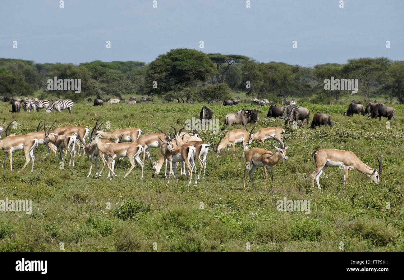 Grant Gazellen, gemeinsame Zebras und Gnus Weiden, Ngorongoro Conservation Area (Ndutu), Tansania Stockfoto