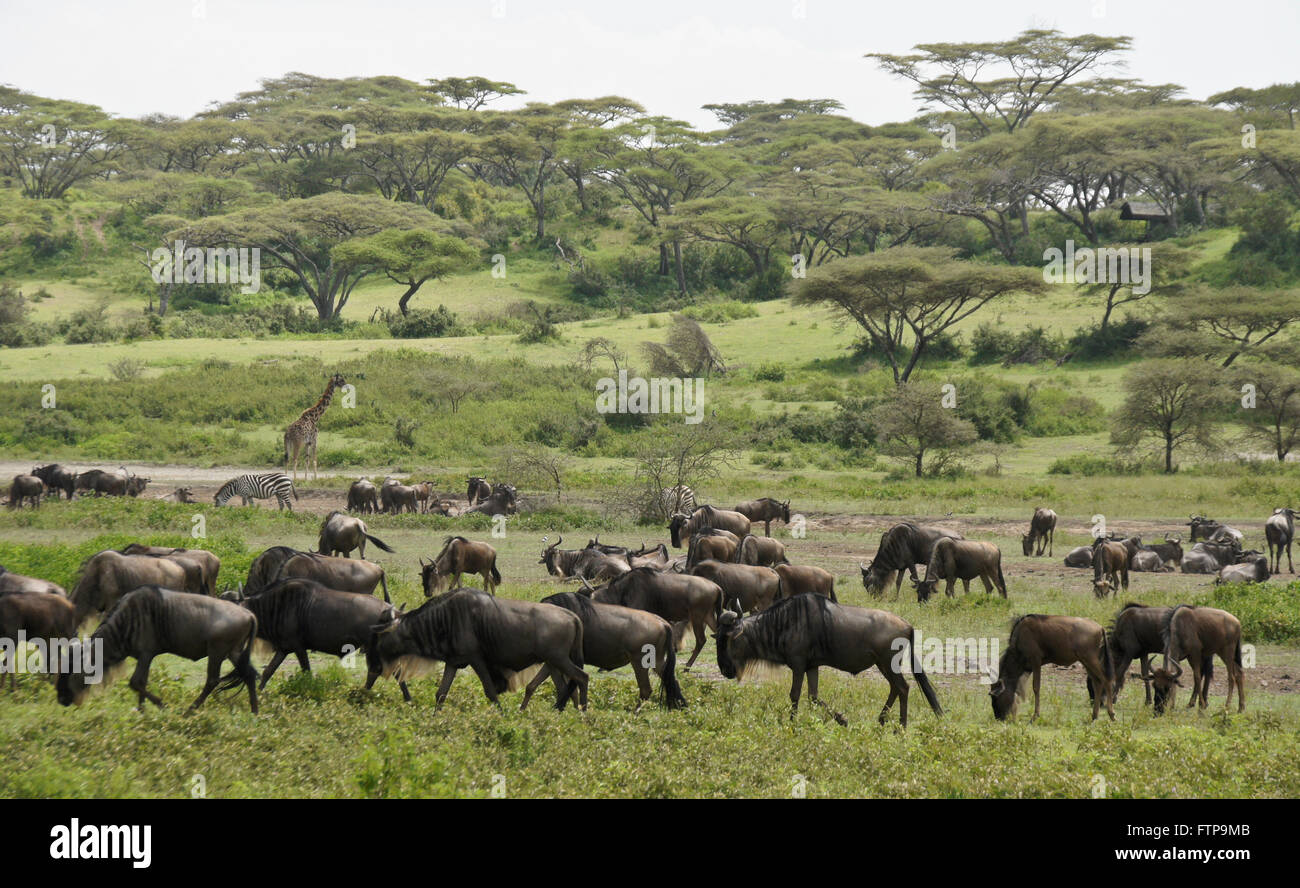 Gnus, gemeinsame Zebra und Masai Giraffe, Ngorongoro Conservation Area (Ndutu), Tansania Stockfoto
