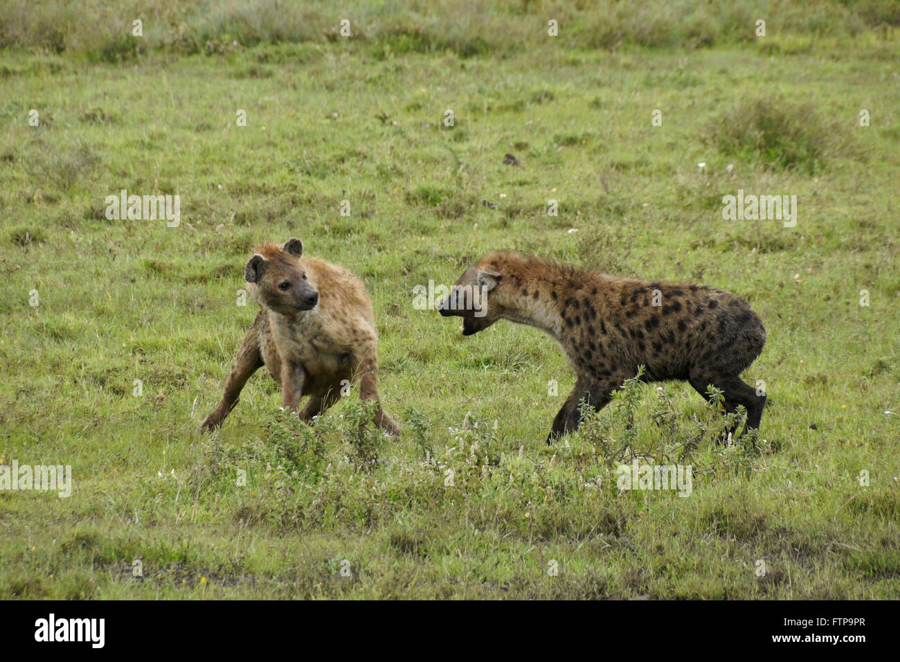 Zwei Tüpfelhyänen kämpfen, Ngorongoro Conservation Area (Ndutu), Tansania Stockfoto