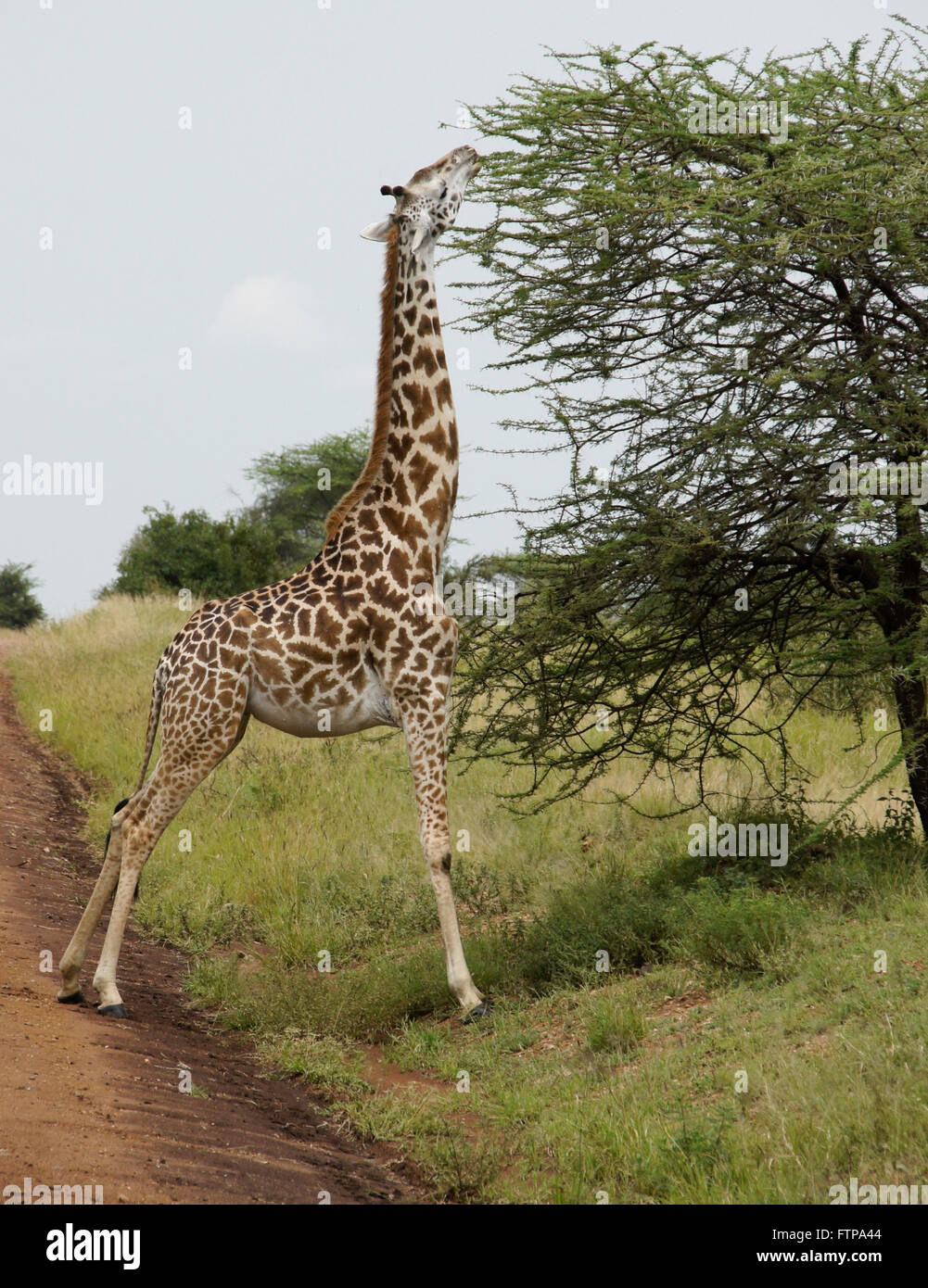 Masai Giraffe Surfen auf Akazie neben Straße, Serengeti Nationalpark, Tansania Stockfoto