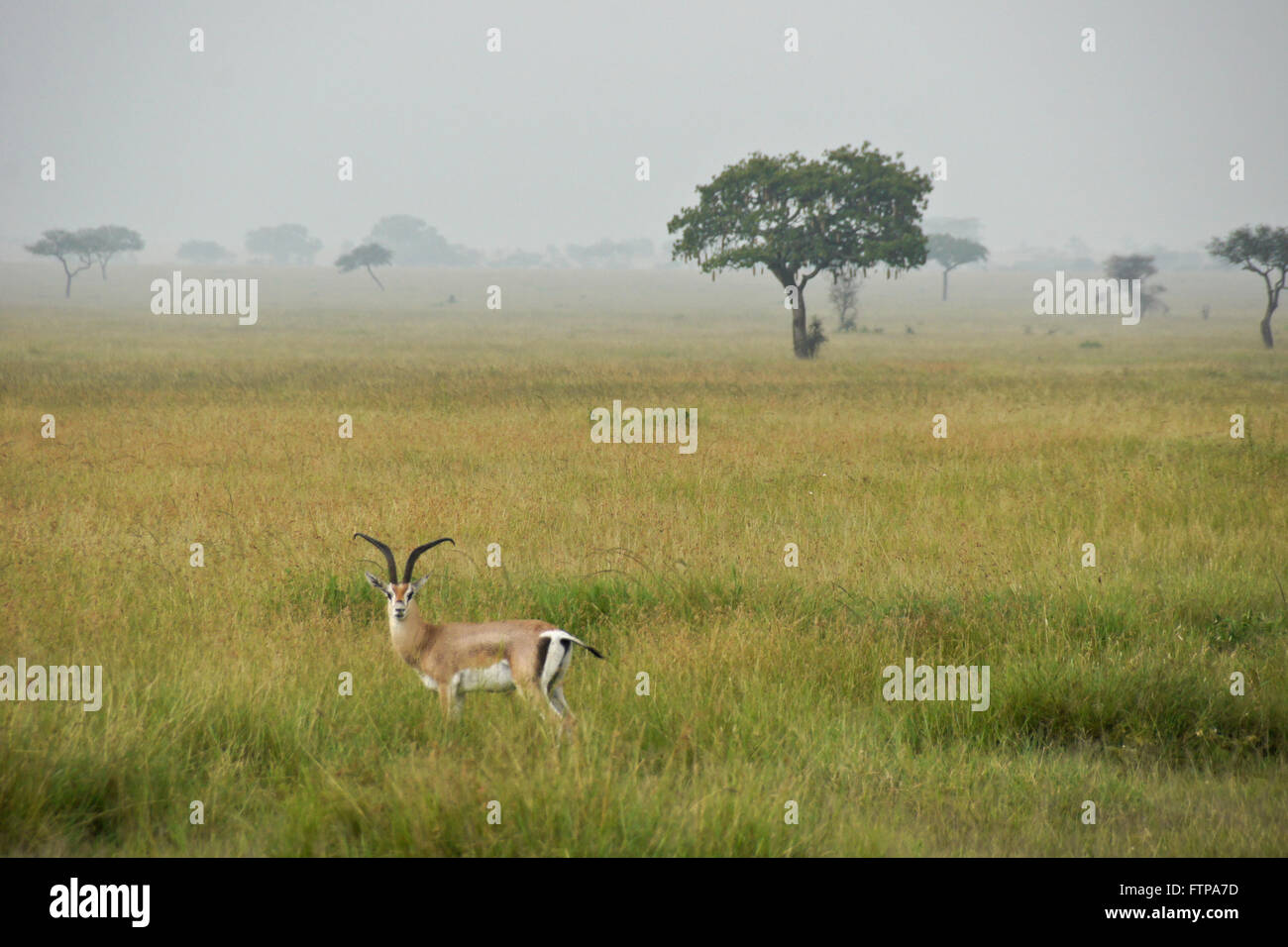 Männliche Grant es Gazelle in Landschaft der Serengeti Nationalpark, Tansania Stockfoto