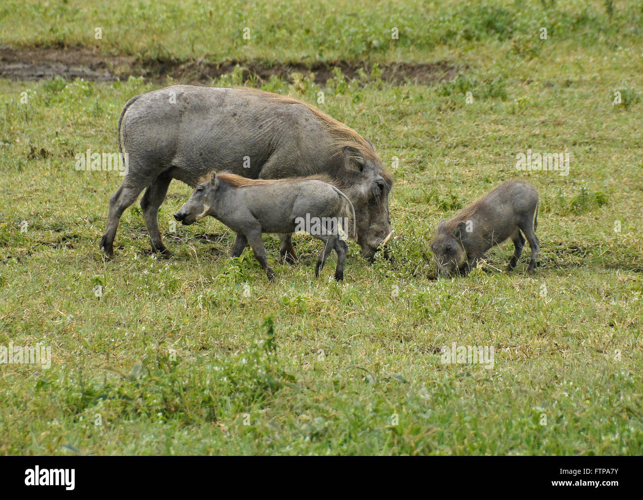 Weibliche Warzenschwein und junge Weiden, Ngorongoro Crater, Tansania Stockfoto