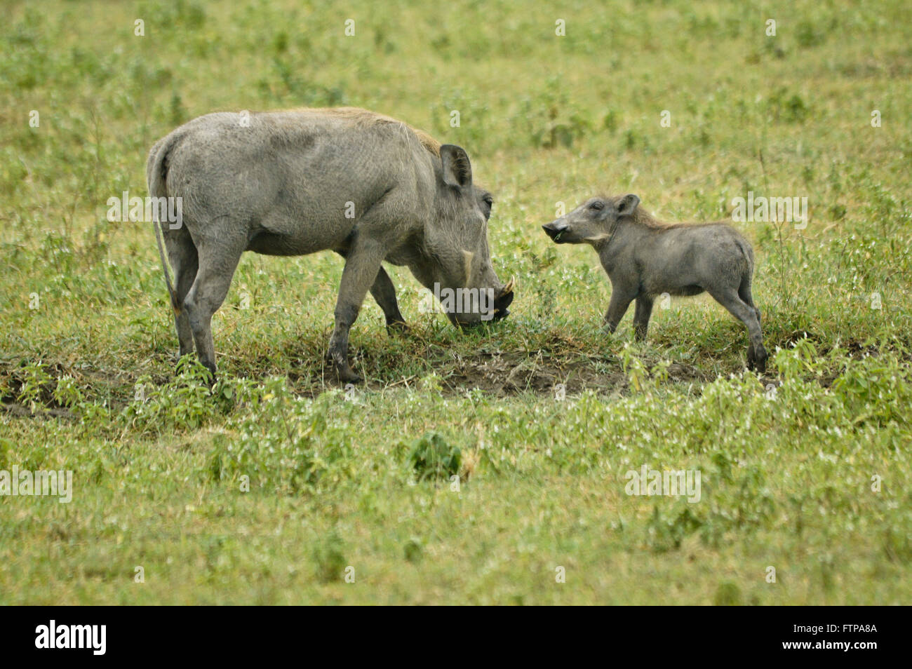 Weibliche Warzenschwein und junge Weiden, Ngorongoro Crater, Tansania Stockfoto