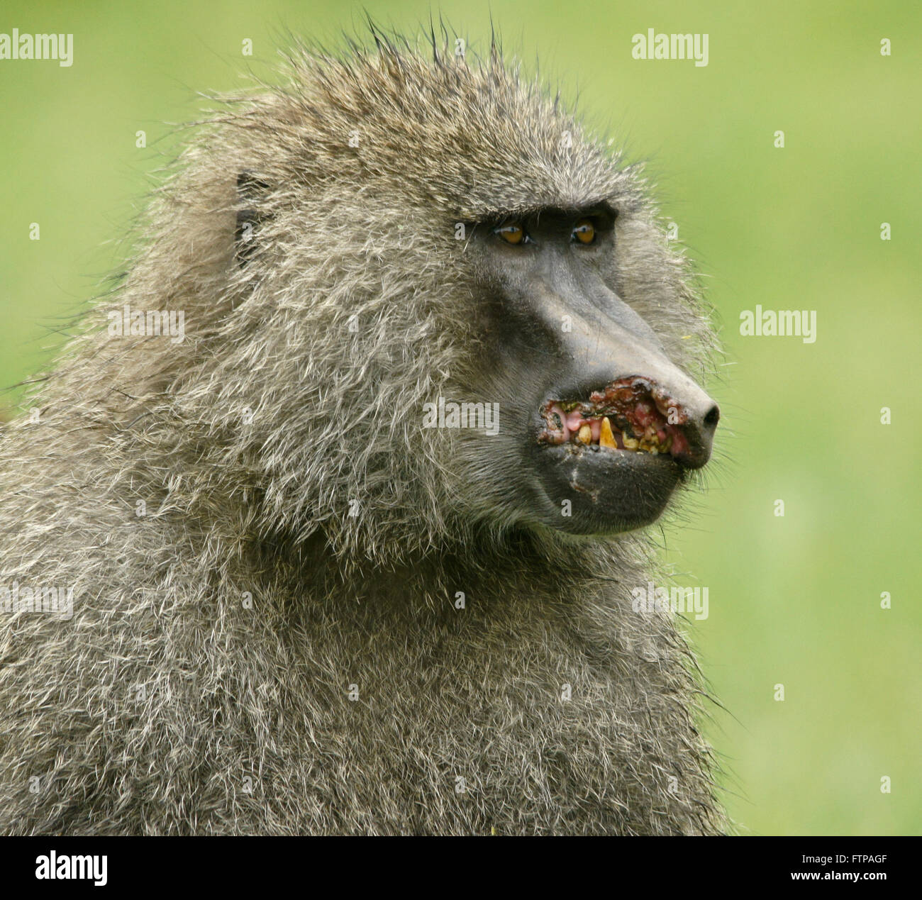 Männliche olive Baboon stark im Kampf verletzt, Ngorongoro Krater, Tansania Stockfoto