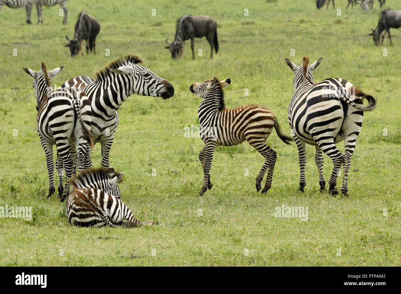 Weibliche Zebra zurück Fohlen, die nicht ihre eigenen, Ngorongoro Crater, Tansania Stockfoto