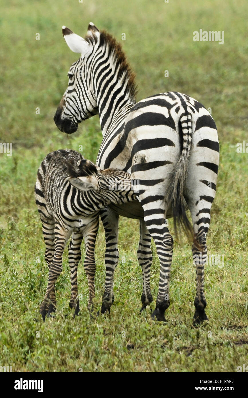 Burchell (Common, Ebenen) Zebra Krankenpflege Fohlen, Ngorongoro Crater, Tansania Stockfoto