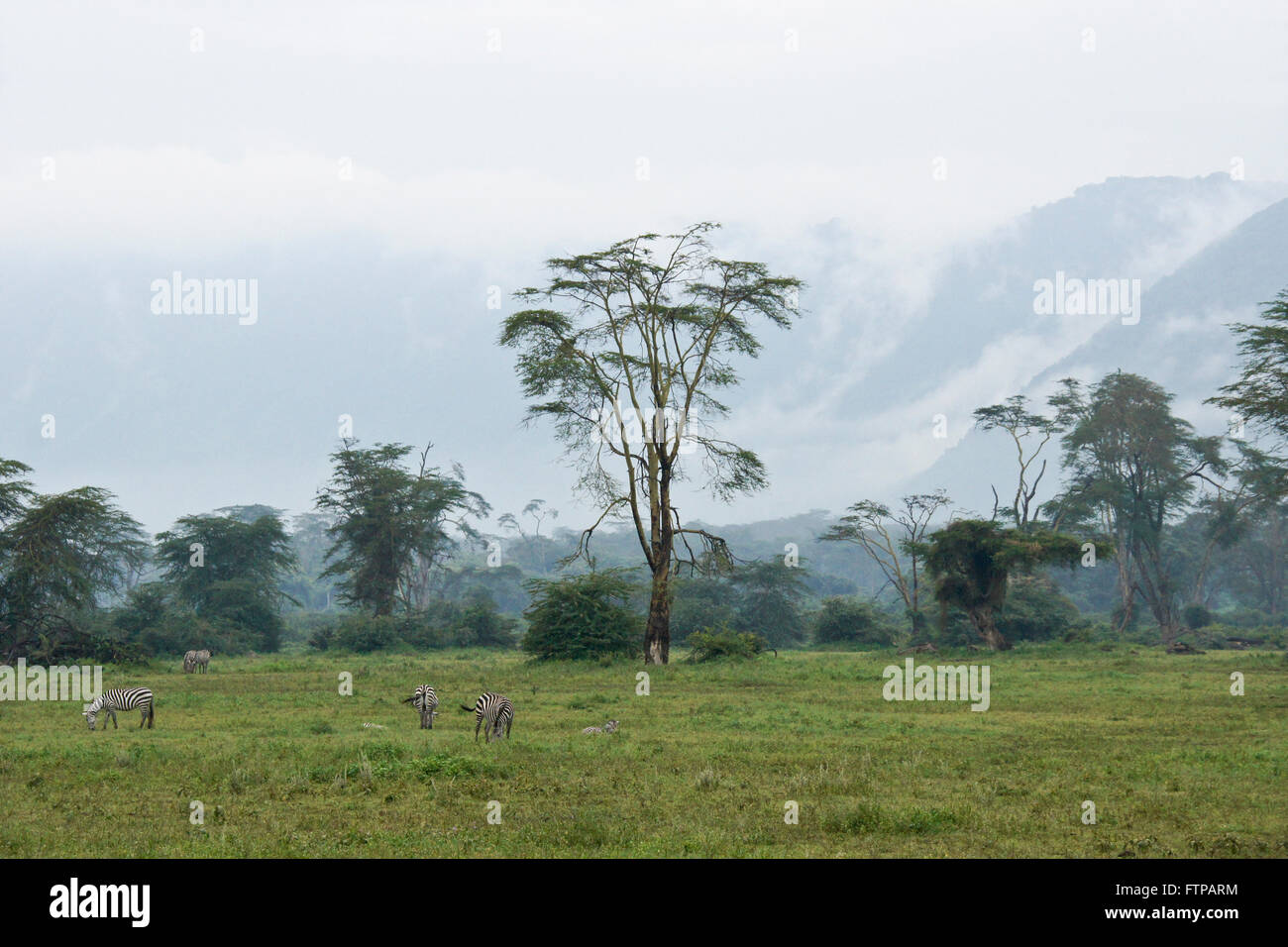 Gemeinsamen Zebras grasen am Rand der Lerai Forest, Ngorongoro Crater, Tansania Stockfoto