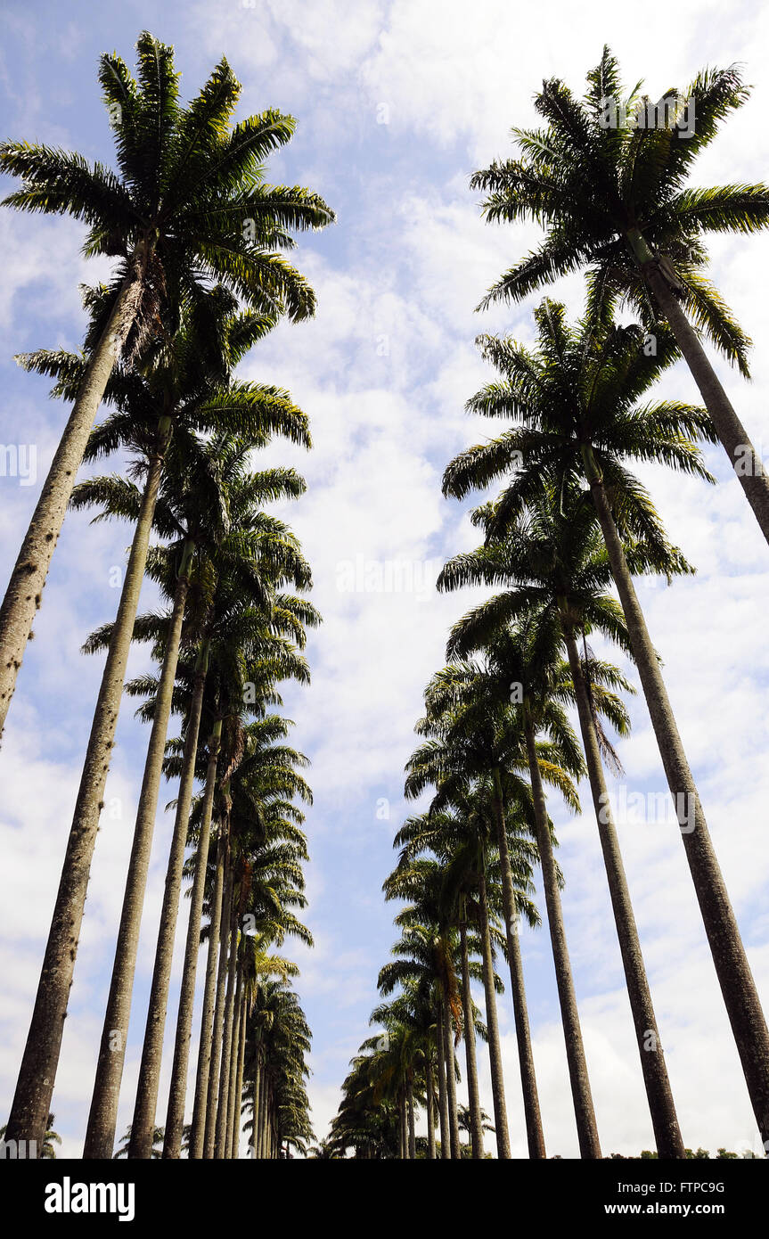 Einkaufszentrum der kaiserlichen Palmen - Roystonea Oleracea - Roberto Burle Marx Park City Stockfoto