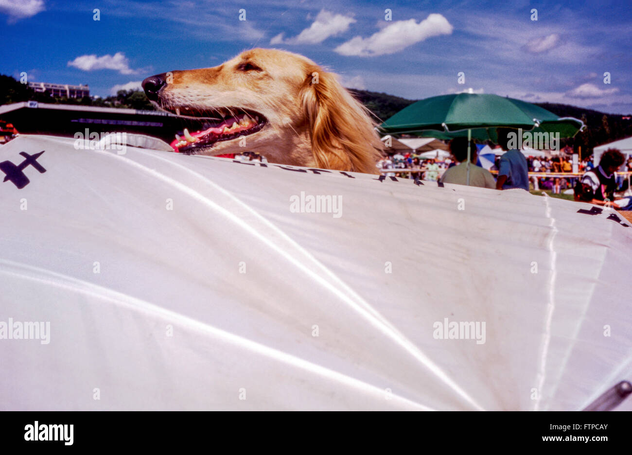 Greyhound-Hundekopf Stockfoto