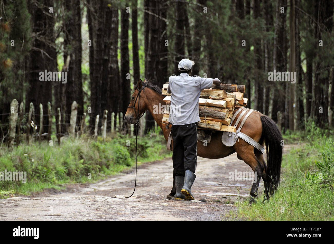 Landwirt Aufnahme wieder aufgeforstet, Belastung bis auf seinem Pferd - Holz Stockfoto