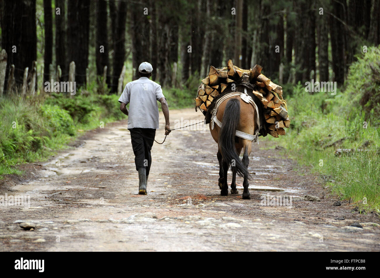 Landwirt führenden Pferd mit Brennholz - Holz aus Wiederaufforstung Stockfoto