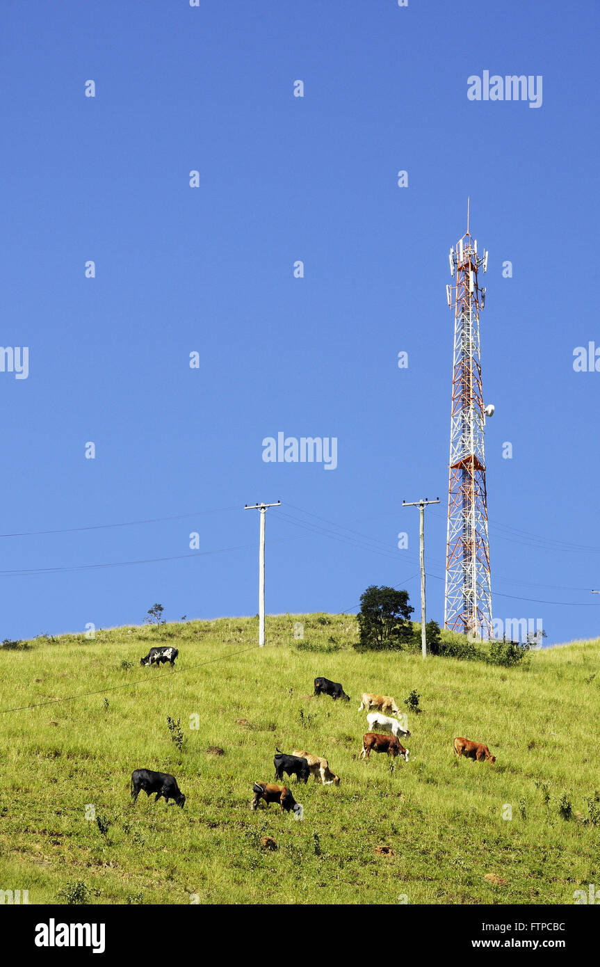 Mestico Rinder in der ländlichen Stadt Monte Alegre do Sul - Bundesstaat Sao Paulo Stockfoto