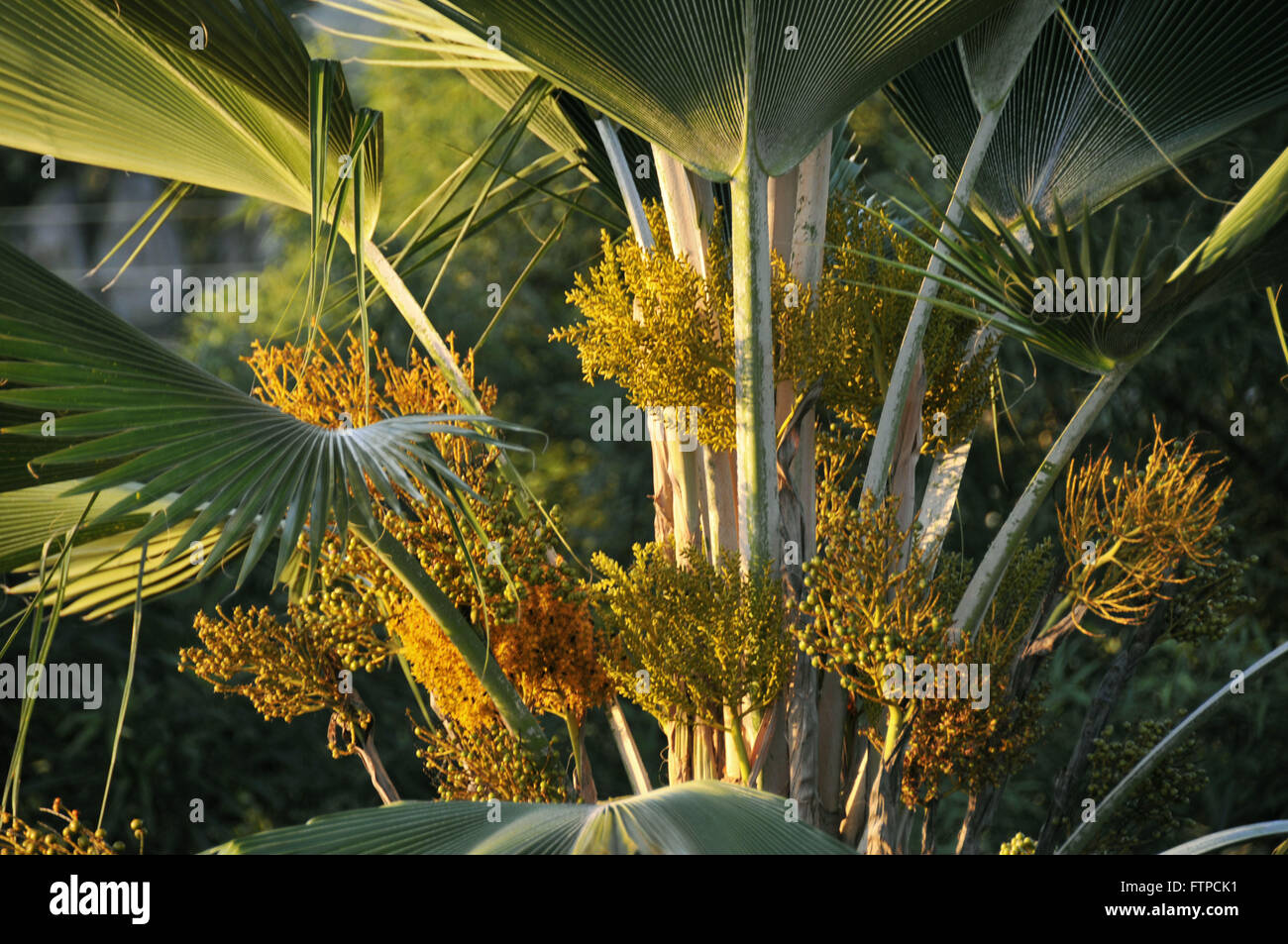 Blume Carnauba - Copernicia prunifera Stockfoto