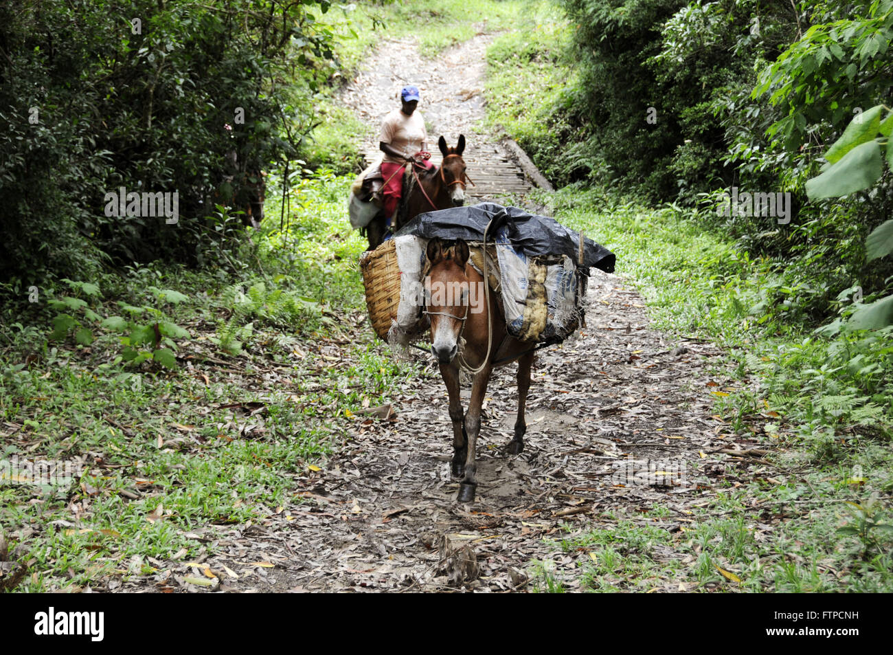 Esel mit der Last auf der Straße Quilombo Tal Bocaina Stockfoto