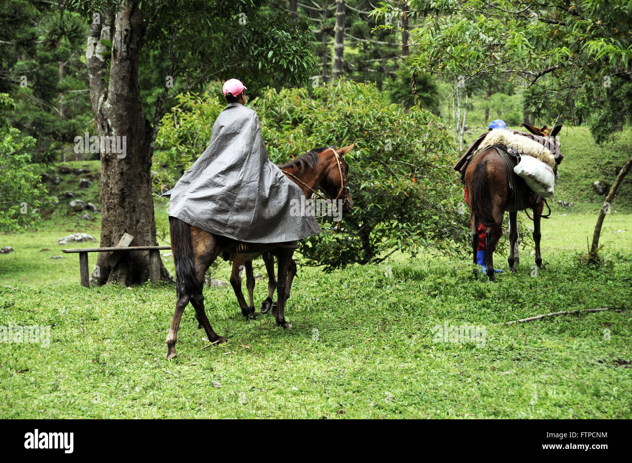 Pferd mit Quilombo Tal Bocaina berechnet Stockfoto
