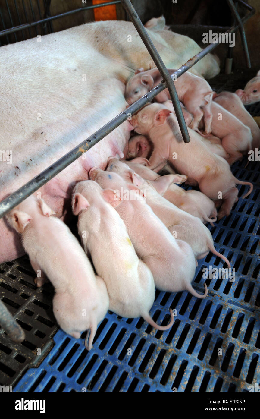 Erstellung von Schweine - Licht Sau säugen Welpen neu geboren - Schweinefleisch Stockfoto