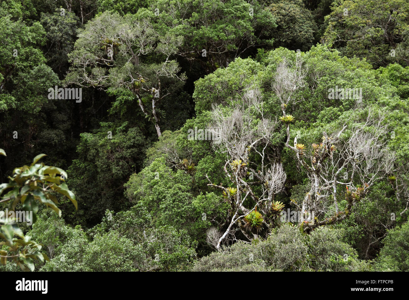 einheimischer Baum mit blühende Bromelien in Bocaino-Mountains-Nationalpark Stockfoto