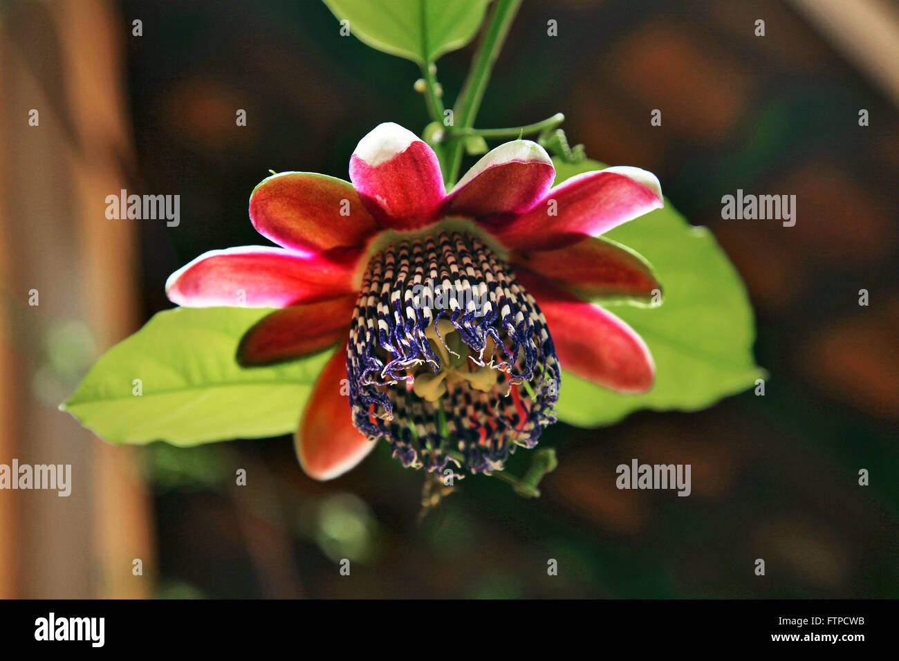 Passiflora Alata Stockfotos und -bilder Kaufen - Alamy