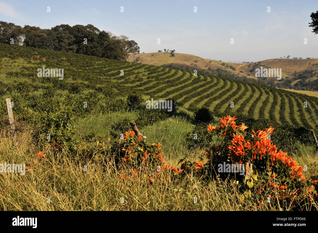 Landschaft im ländlichen Raum in der Stadt von Bueno Brandao - Region der Serra da Mantiqueira Stockfoto