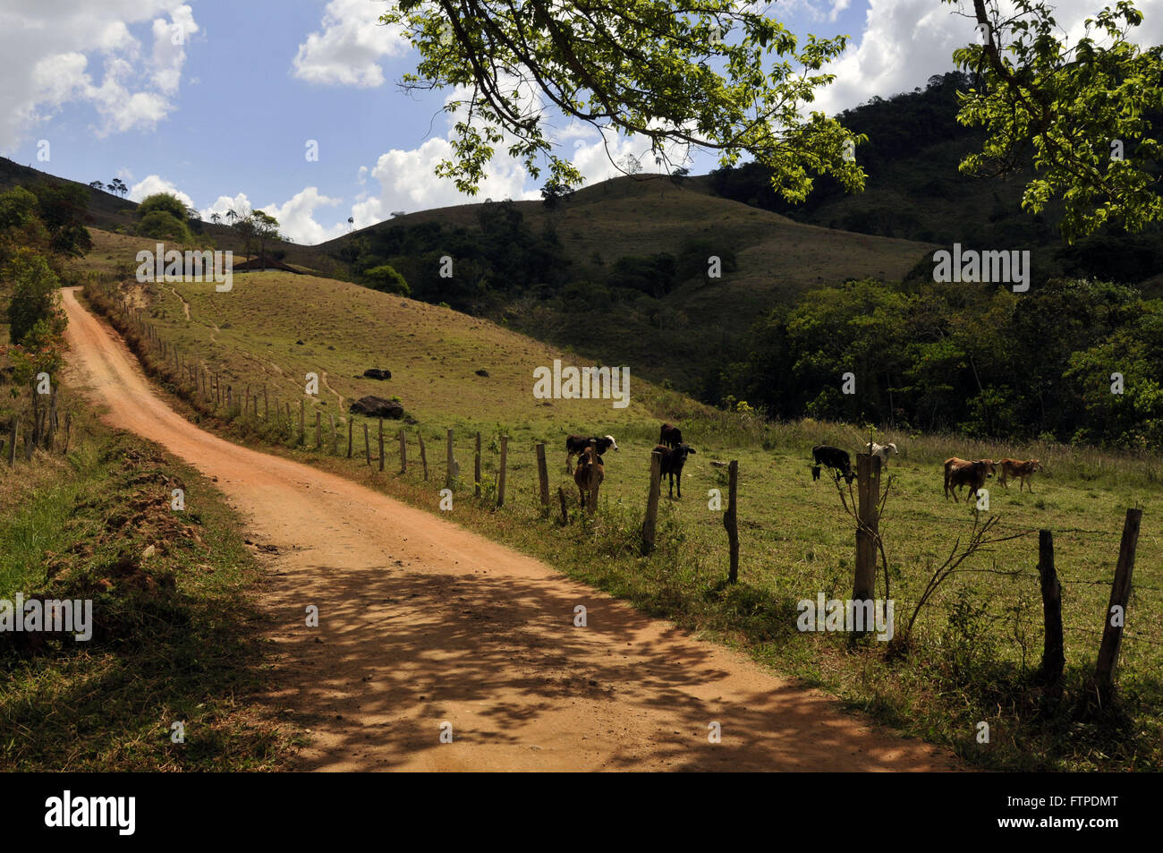 Feldweg und Vieh im ländlichen Borda da Mata - südlich von Minas Gerais Stockfoto