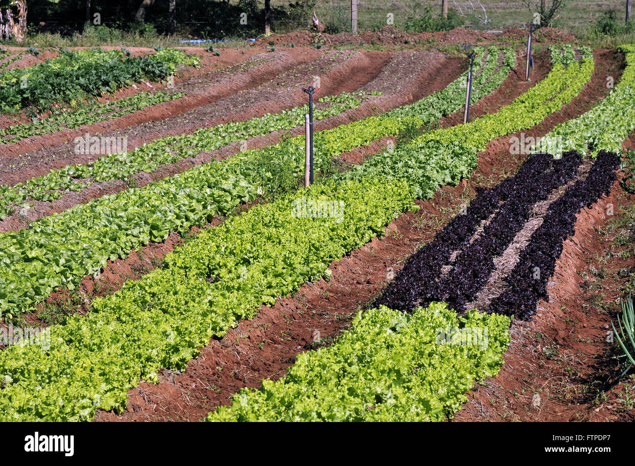 Garten Salat in einer ländlichen Gegend von Monte Alegre do Sul - Sao Paulo Stockfoto