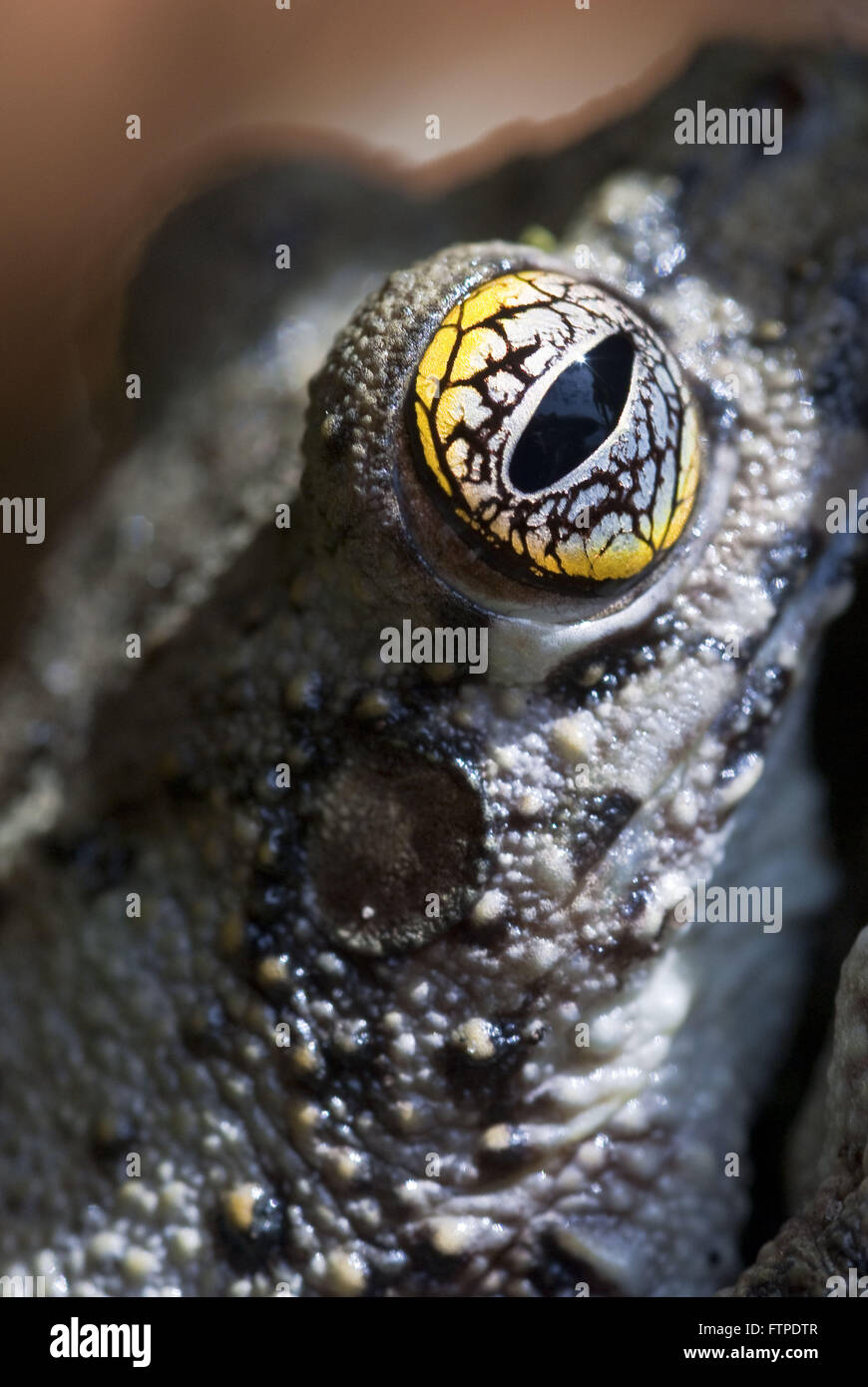 Auge-Frosch Stockfoto