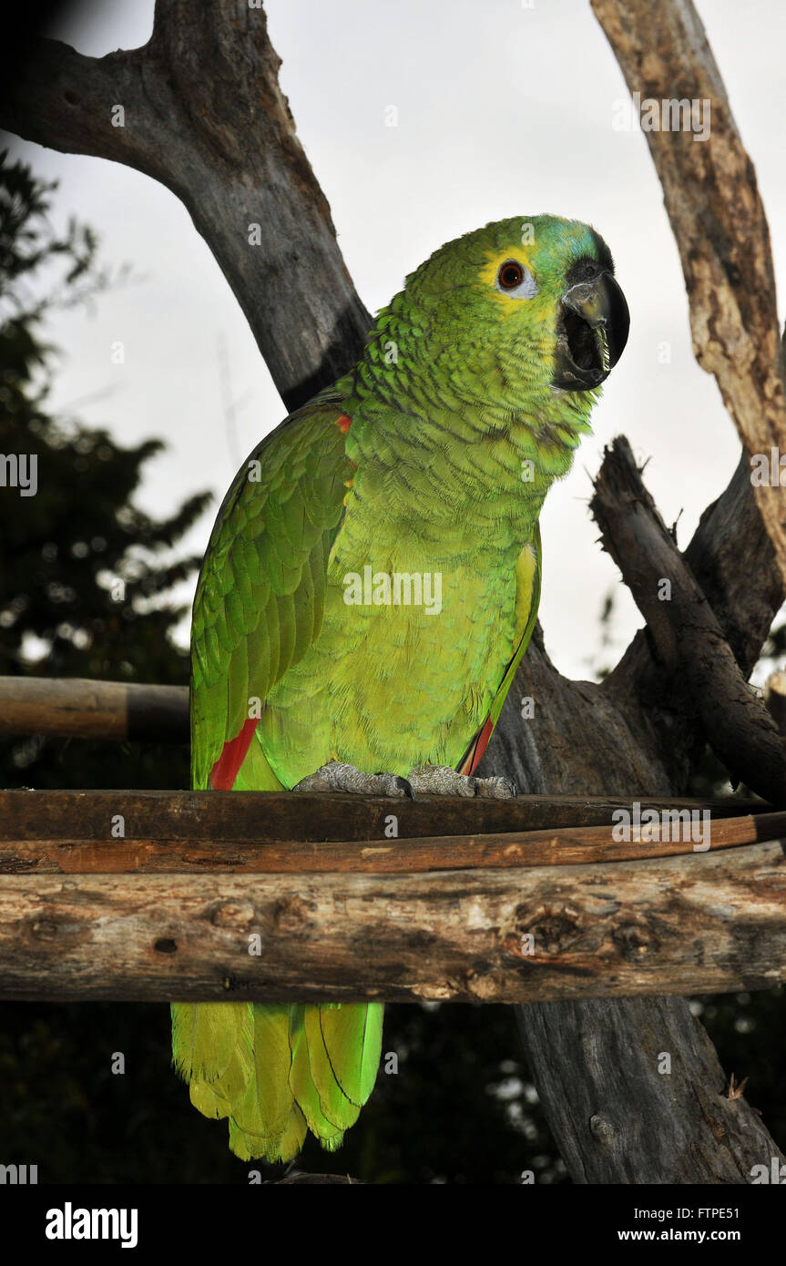Blaue Fronted Amazon in der Serra Cipo - Amazon aestiva Stockfoto
