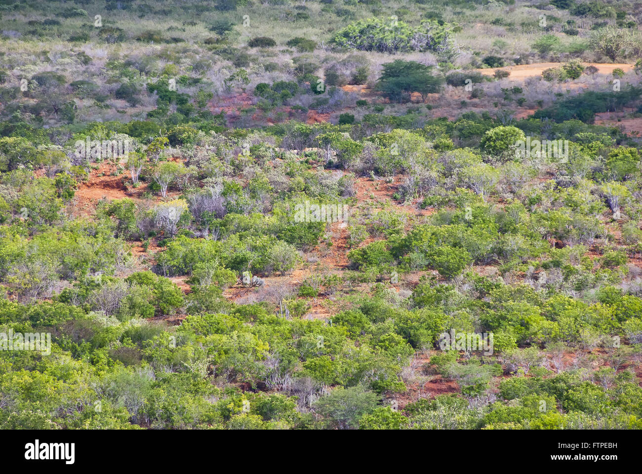 Caatinga der Wüstenbildung Stockfoto