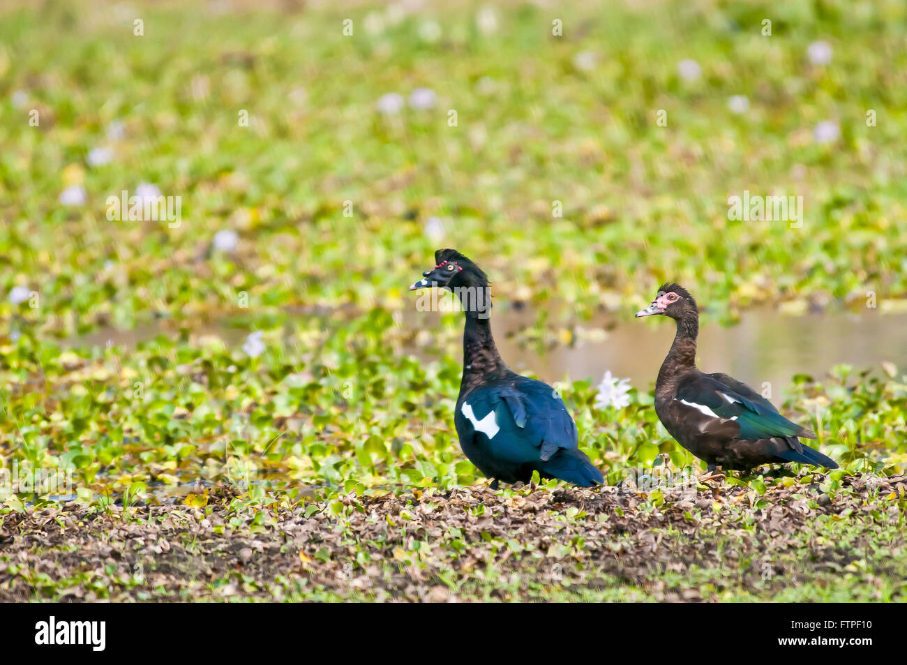 Enten im Pantanal von Mato - Cairina moschata Stockfoto