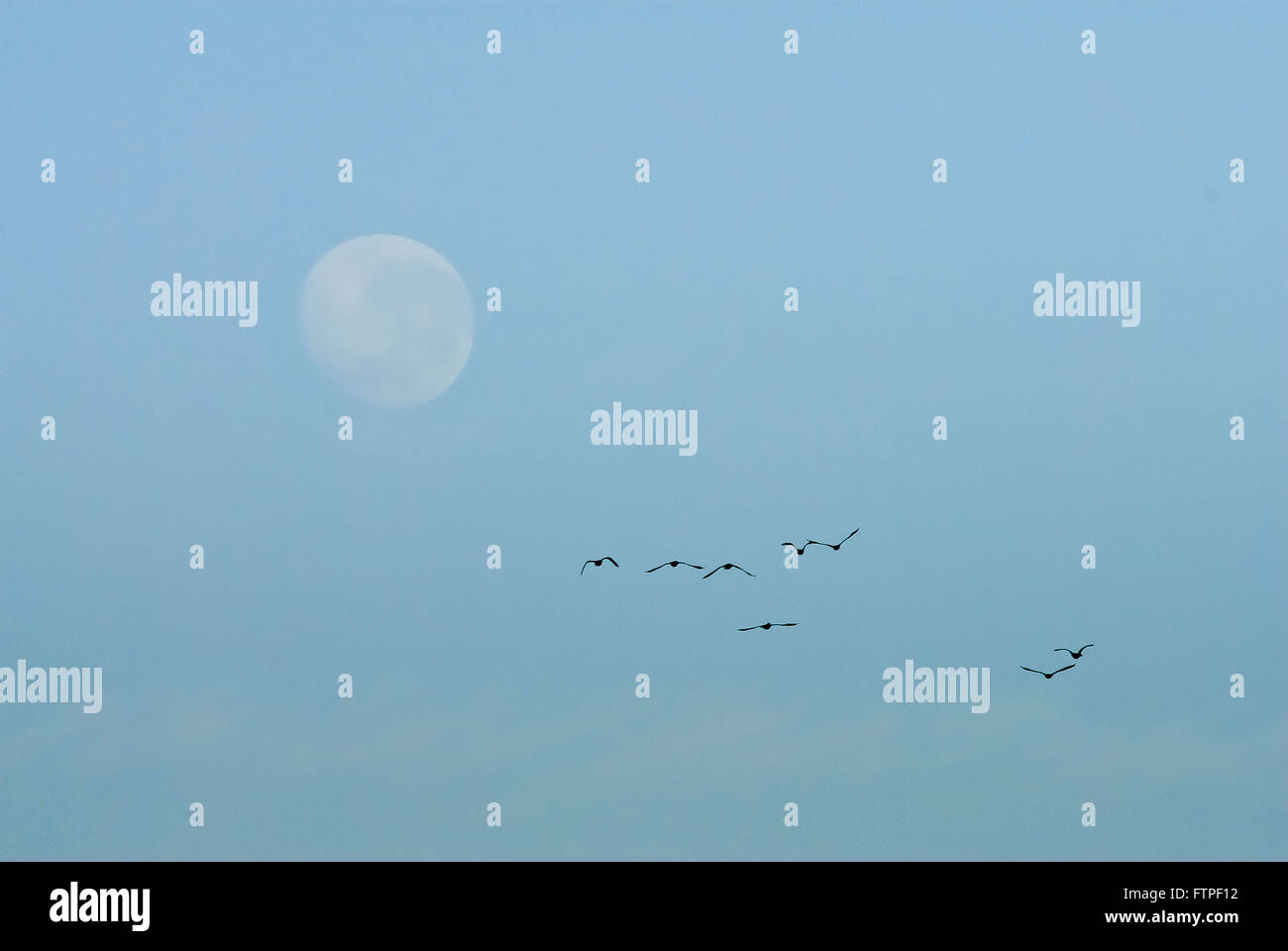 Ente im Pantanal von Mato Süden mit Mond - Cairina Moschata fliegen Stockfoto