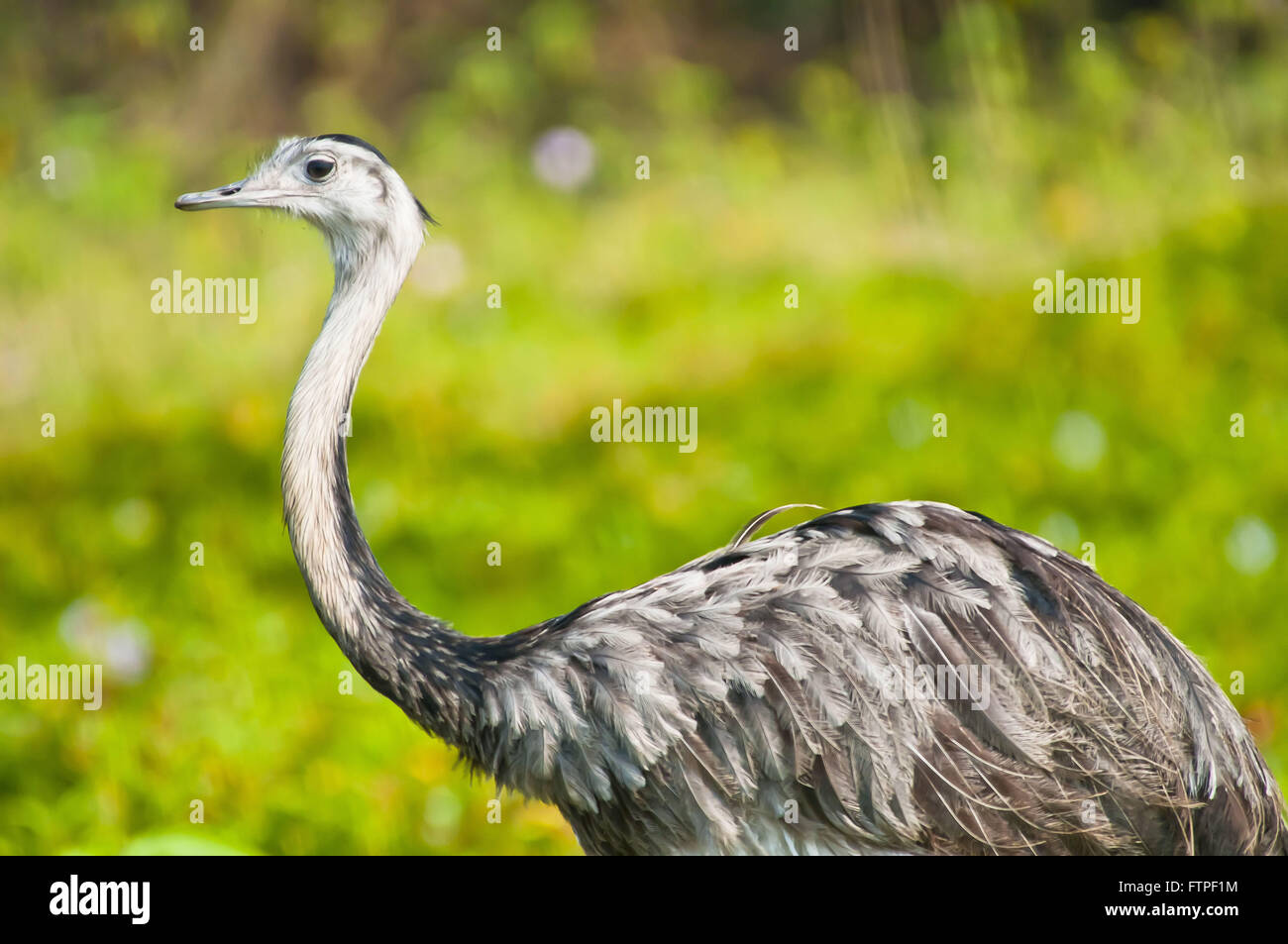 EMA im Pantanal - Rhea americana Stockfoto