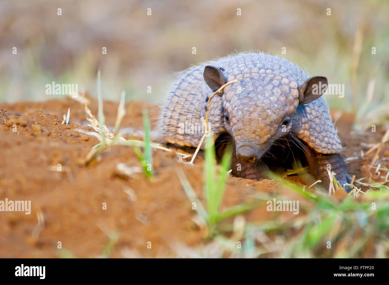 Tatu-Peba ist auch bekannt als Gürteltier Hülle im Pantanal - Euphractus sexcintus Stockfoto