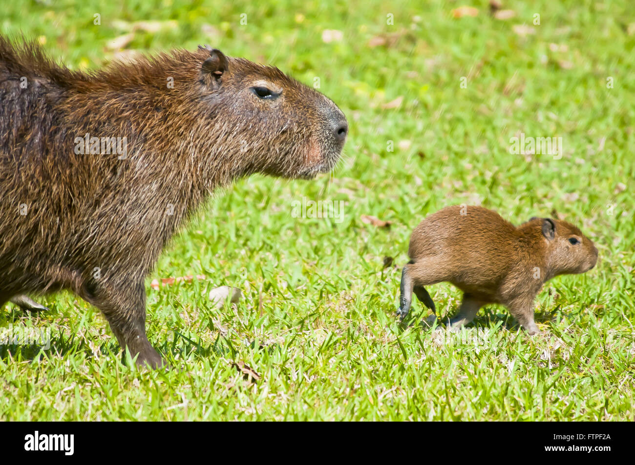 Capybara in Pantanal und Cub - Hydrochoerus Hydrochaeris Stockfoto