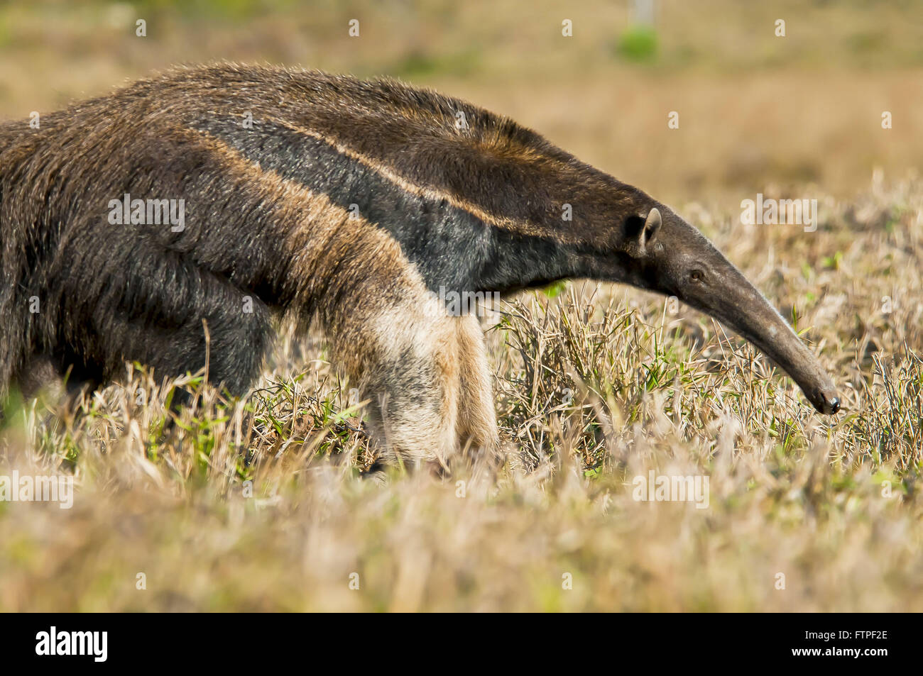 -Bedrohte Tiere vom Aussterben bedroht - Ameisenbär Myrmecophaga tridactyla Stockfoto
