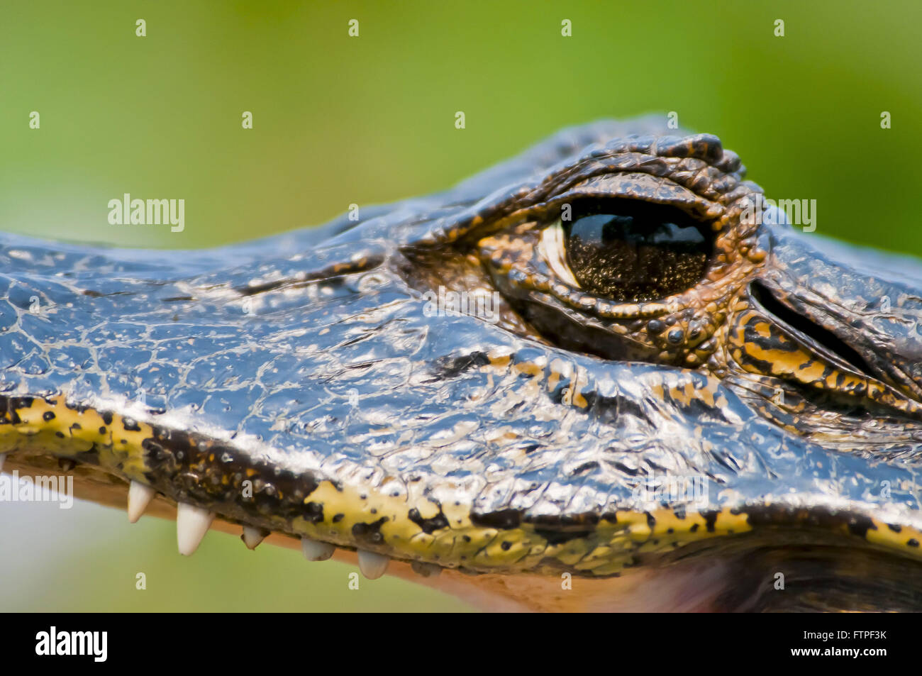 Jacare Sumpf im südlichen Pantanal - Caiman Crocodilus yacare Stockfoto